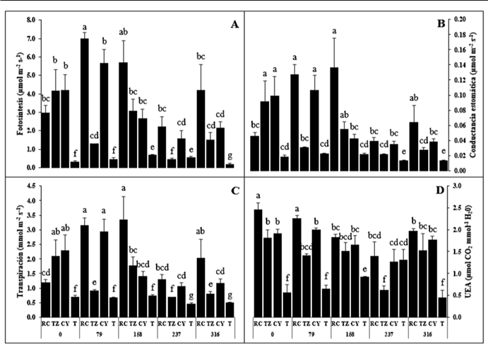 A) Fotosíntesis, B) conductancia estomática, C) Transpiración y D) uso eficiente del agua (UEA), en plantas de S. rebaudiana, inoculadas con consorcios de HMA (RC, TZ, CY y T) y fertilizadas con niveles de fósforo (0, 79, 158, 237 y 316 mg de P205 kg-1 suelo) a los 120 ddt. Las letras distintas indican diferencias significativas (P ≤ 0.05, prueba de Tukey), n = 4.