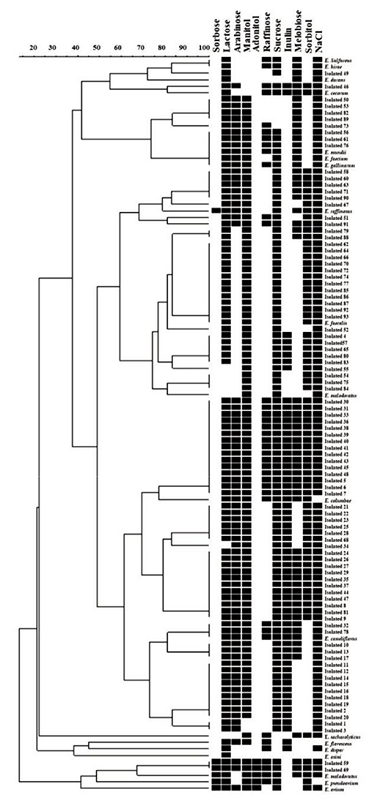 Dendrogram of Enterococcus species isolated from chicken viscera, according to their biochemical characteristics.