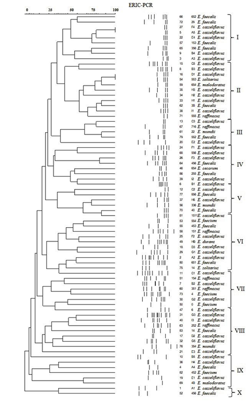 Dendrogram obtained from ERIC-PCR analysis of 73 Enterococcus species isolated from chicken viscera.