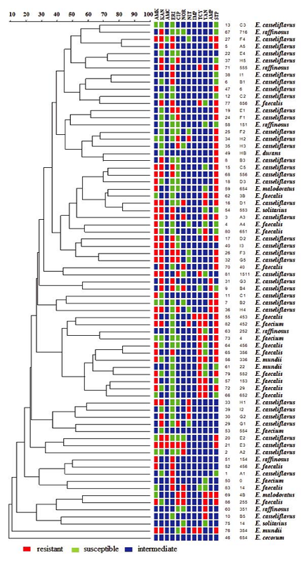 Dendrogram obtained from the ERIC-PCR and antimicrobial profiles analysis of 73 Enterococcus species isolated from chicken viscera. AMK: Amikacin; KAN: Kanamycin; STR: Streptomycin; AMC: Amoxicillin/clavulanic acid; AMP: Ampicillin; IMP: Imipenem; CIP: Ciprofloxacin; NOR: Norfloxacin; VAN: Vancomycin; ERI: Erythromycin; NIT: Nitrofurantoin; TCY: Tetracycline.