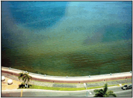 Florecimiento
de P. quinquecorne en el
malecón de la ciudad de San
Francisco de Campeche.
