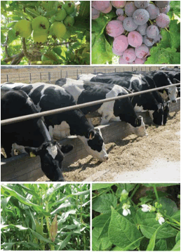 Cadenas agropecuarias de
Aguascalientes. 
