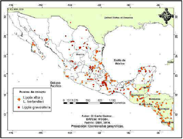 Sitios
georreferenciados donde se reporta la presencia de L. graveolens, L. alva
y L. berlandieri.