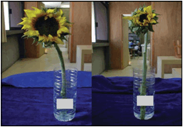  Efecto
de la sacarosa a 1% (T2) y efecto del &aacute;cido
c&iacute;trico y AG3 en
girasol (Helianthus annuus L.) cv.
Victoria.