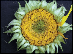 Efecto
del &aacute;cido giber&eacute;lico AG3 a
50 mg l-1 sobre girasol ornamental (Helianthus annuus L.) cv. Victoria.