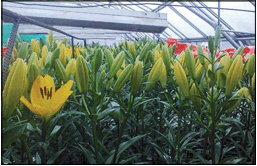  Se
estudia la influencia del Mg y el Zn en caracter&iacute;sticas
de Lilium. 