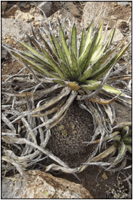 Agave lechuguilla como nodriza de Mammillaria
heyderi en Sierra Rica, Manuel Benavides,
Chihuahua, México.
