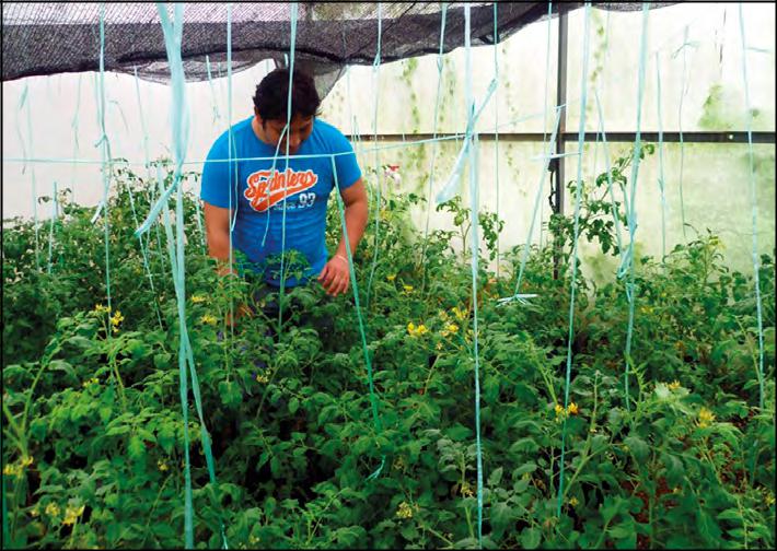 Efecto de las especies de Trichoderma como promotor del
crecimiento en plantas de tomate (S.
lycopersicum L.) inoculadas con Meloidogyne
incognita.