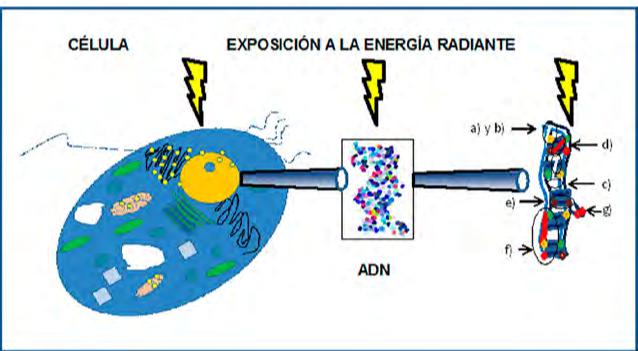 Lesiones en ADN
inducidas por RI: a) rompimiento de puentes
de hidrógeno; b) rompimiento de la cadena helicoidal única o doble; c) pérdida
de bases; d) uniones cruzadas ADN-ADN; e) cambio de bases; f) uniones cruzadas
entre proteína y ADN; g) dímero de bases pirimidínicas.