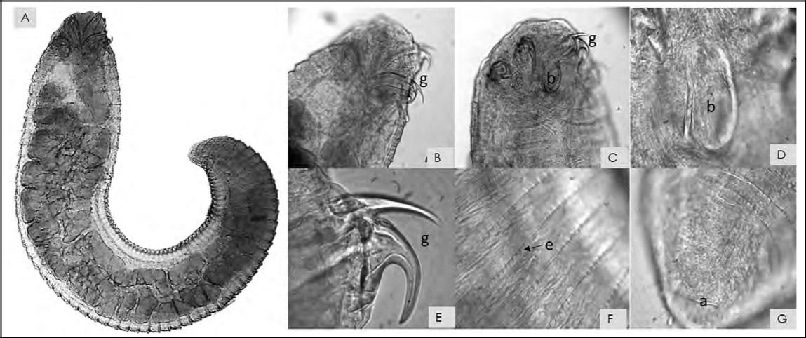 (A) Cuerpo de larvas; (B) vista dorsal del cuerpo, región anterior;
	(C) vista frontal del cuerpo, región anterior; (D) boca; (E) estructura de ganchos; (F) anillos con espinas; (G) vista posterior del cuerpo. (b): boca; (e): espinas; (g): ganchos dobles; (a): ano.
