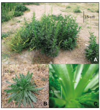 A) Vista
  general. B)
    Planta joven con roseta basal. C) Detalle de estípulas.