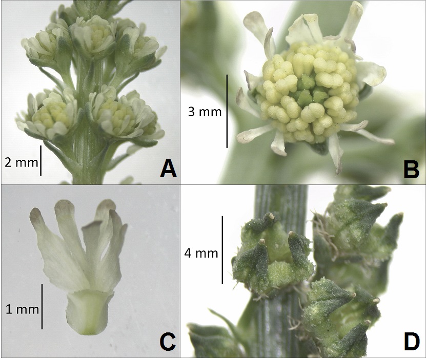 A) Detalle de inflorescencia. B) Detalle de flor. C) Vista
adaxial de pétalo. D) Detalle de fruto.