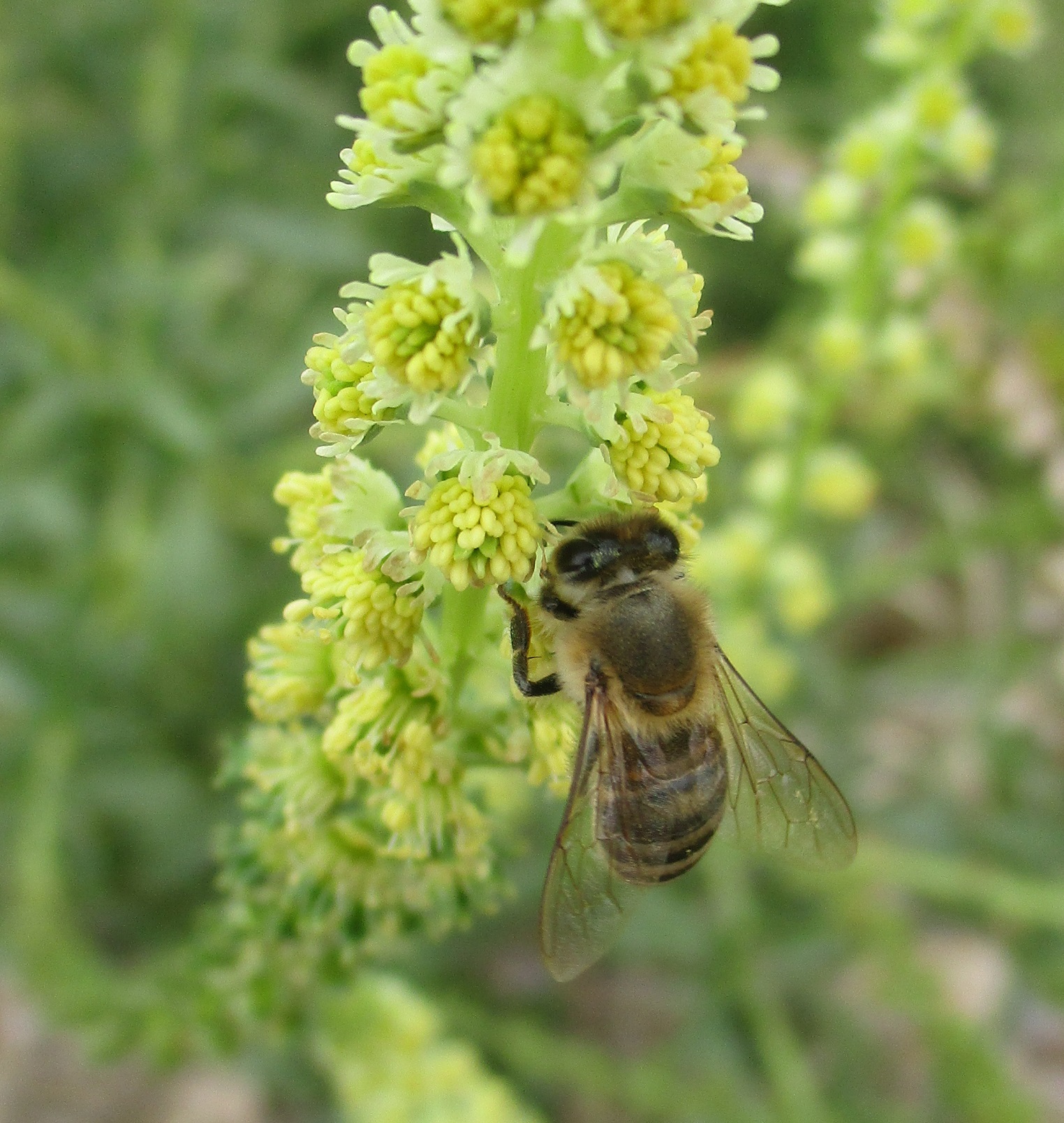  Reseda luteola L.
siendo visitada por una abeja.