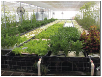 Policultivos en sistema acuapónico. Ejemplo de la producción simultanea de varias especies hortícolas en un mismo sistema acuapónico. 