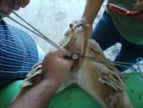 Se estudia el efecto de Meglumine sobre la concentración plasmática de cortisol en sangre y el comportamiento reproductivo en ovejas.