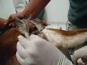 Las variables evaluadas fueron inicio del estro, porcentaje de presentación del mismo, porcentaje de gestación y concentración de cortisol plasmático en sangre.