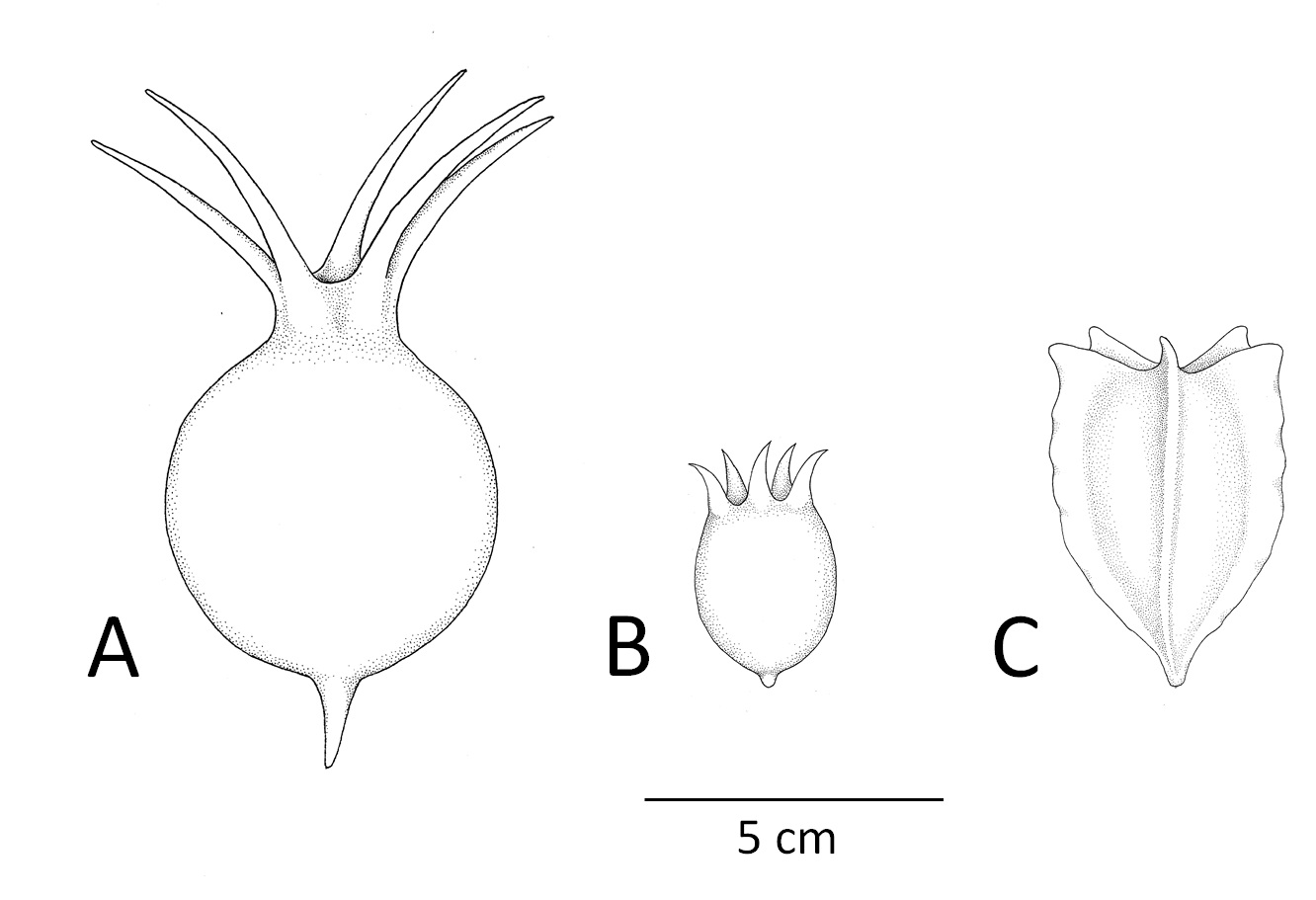 Frutos de especies del género Jarilla. A) J. caudata. B) J. heterophylla. C) J. chocola.