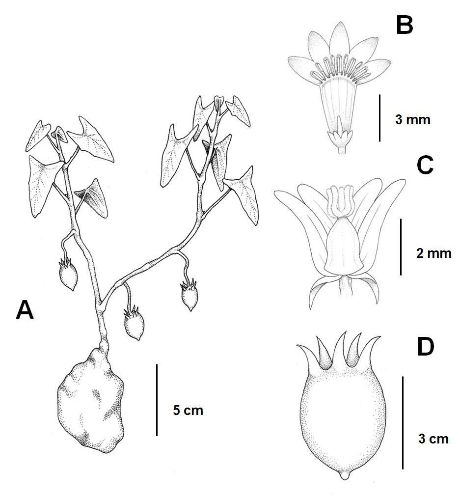 J. heterophylla. A) Vista general. B) Flor masculina. C) Flor femenina. D) Fruto.