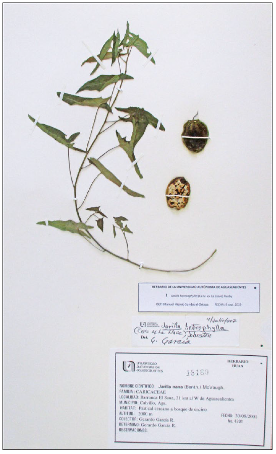 Ejemplar de J. heterophylla depositado en el herbario de la Universidad Autónoma de Aguascalientes.