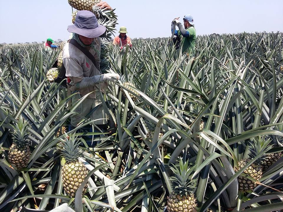 Cosecha de pi&ntilde;a variedad MD2 cultivada con riego, acolchado y malla sombra.