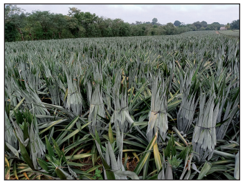 Cultivo de pi&ntilde;a variedad Cayena Lisa a campo abierto sin acolchado y cobertura de frutos con rafia.