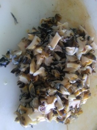 Carne de caracol para la elaboracin de escabeche de P. flagellata