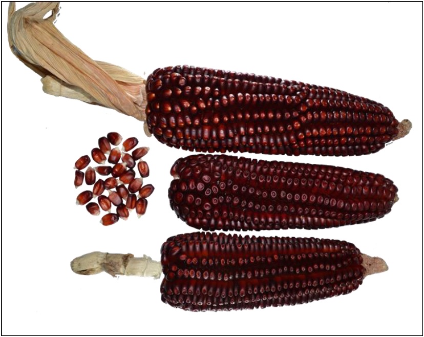 Fotografía de maíz nativo de color del Estado de México colectado en el trabajo de campo de la presente investigación en el cual se observan tres mazorcas y sus granos.