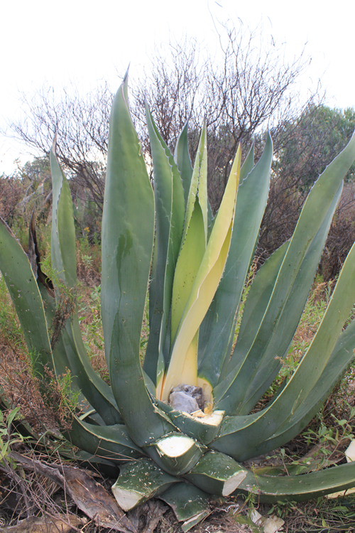 Maguey (A. salmiana) con cortes de algunas pencas externas, capado de las pencas centrales y formacin de cavidad central, listo para produccin de aguamiel en el ejido Las Mangas, Saltillo, Coahuila.