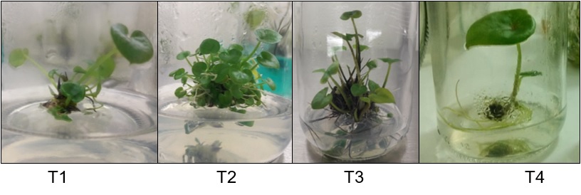 Efecto de diferentes dosis de BAP y ANA en la produccin in vitro de brotes adventicios y hojas de C. bicolor.