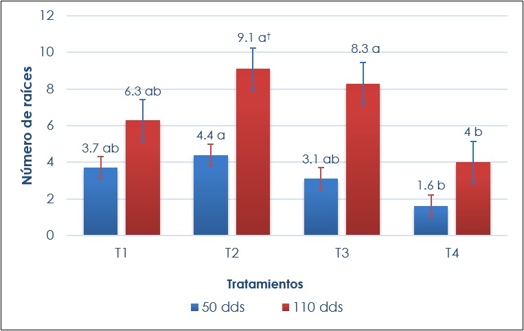 Comparacin de medias de nmero de races en cada etapa de produccin in vitro de C. bicolor (dds: das despus de la siembra). †Letras iguales en barras del mismo color indican que no hay diferencias (Tukey, p ≤ 0.05). DMSH (diferencia mnima significativa honesta)= 2.30 (50 dds) y 5.06 (110 dds). Lneas verticales sobre las barras representa el error estndar.