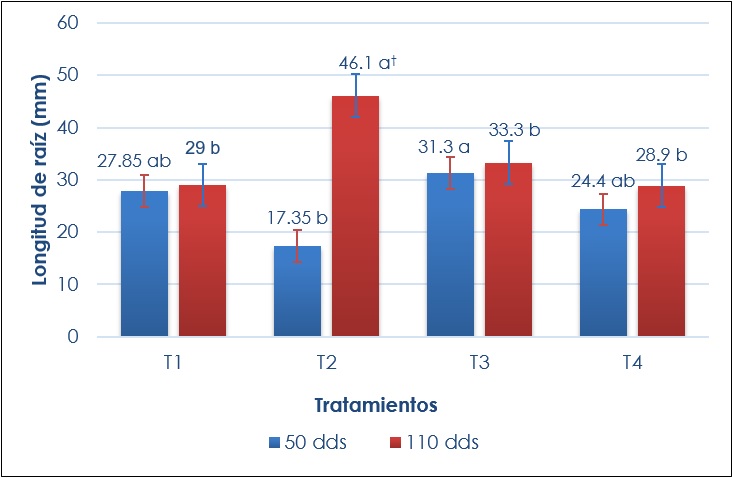 Comparacin de medias de longitud de raz de C. bicolor registradas al final de cada etapa de produccin in vitro (dds: das despus de la siembra). †Letras iguales en barras del mismo color indican que no hay diferencias (Tukey, p ≤ 0.05). DMSH (diferencia mnima significativa honesta)= 11.72 (50 dds) y 12.73 (110 dds). Lneas verticales sobre las barras representa el error estndar.
