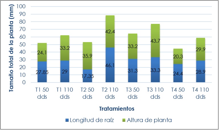 Tamao total de la planta (parte area + longitud de raz) de C. bicolor producida in vitro a 50 y 110 dds.