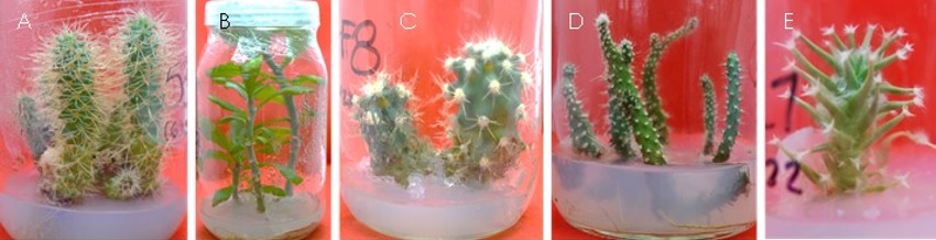 Ejemplares de cactceas in vitro tomadas del banco de germoplasma de la UAA para anlisis de estomas. (A) A. aguirreana, (B) P. sacharosa, (C) F. histrix, (D) O.amylocleay (E) L. principis.