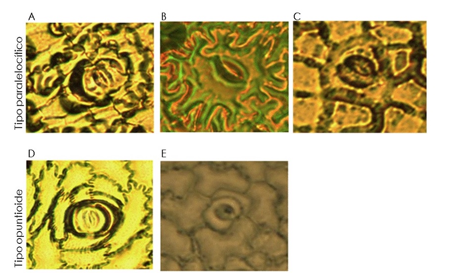 Impresiones  epidrmicas  de  estomas  de  diferentes  cactceas  cultivadas  in  vitro.  (A) A. aguirreana, (B) F. histrix,(C) L. principis, (D) Opuntia amylocleay (E) P. sacharosa.