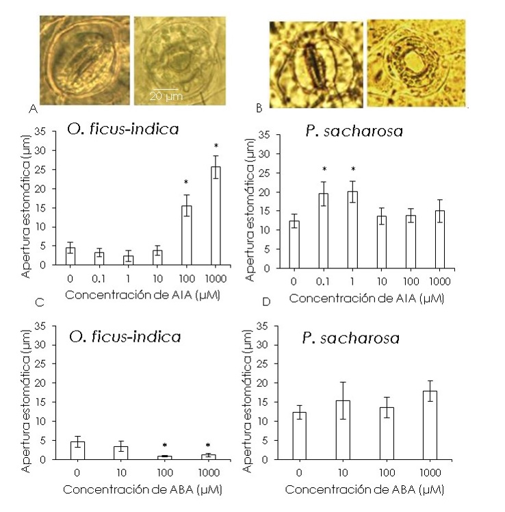 Apertura estomtica en tejido expuesto a fitohormonas. (A) O. ficus-indica y (B) P. sacharosa con AIA; (C) O. ficus-indica y (D) P. sacharosa con ABA. Las columnas representan la media y las barras la  desviacin  estndar;  el  asterisco seala los  grupos  que  son significativamente diferentes al control (p˂0.05).