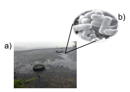 Bacterias nativas (Pseudomonas aeruginosaAT18) de sitios afectados por derrames de petrleo.