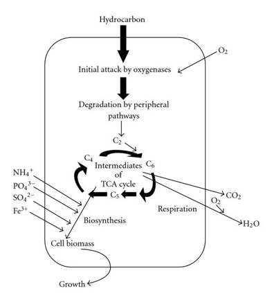 Principio fundamental de la degradacin anaerbica de hidrocarburos por microorganismos.