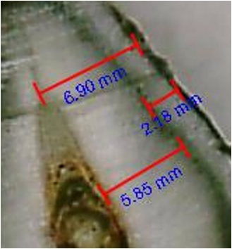 Mediciones en microscopio.