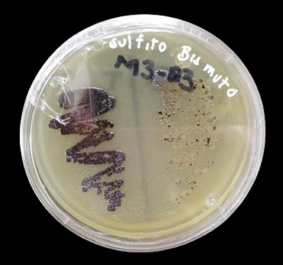 Crecimiento de colonias de Salmonella spp. sobre agar sulfito de bismuto.