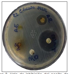 Halo de inhibici�n del aceite de romero contra E. faecalis 24 h.