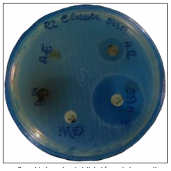 Halo de inhibici�n del aceite de romero contra E. faecalis 48 h.