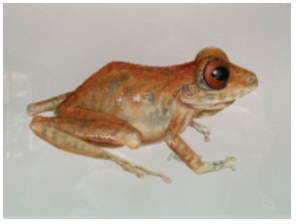 PRISTIMANTIS ADAMANTEUS