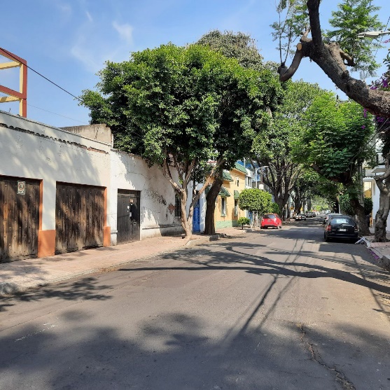 La flora local prexiste para dignificar el tejido urbano local, y aten�a la arquitectura contempor�nea que se integra al lugar