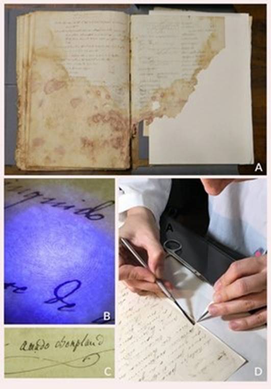 A: Detalle del Diario de Bonpland 1819-1823 (doc. N° 2044). B: Detalle de huella digital sobre un manuscrito, expuesta bajo lámpara ultravioleta 365 nanómetros de longitud de onda. C: Firma manuscrita de Aimé Bonpland. D: Proceso de restauración sobre las cartas de Bonpland, generando suturas en desgarros.