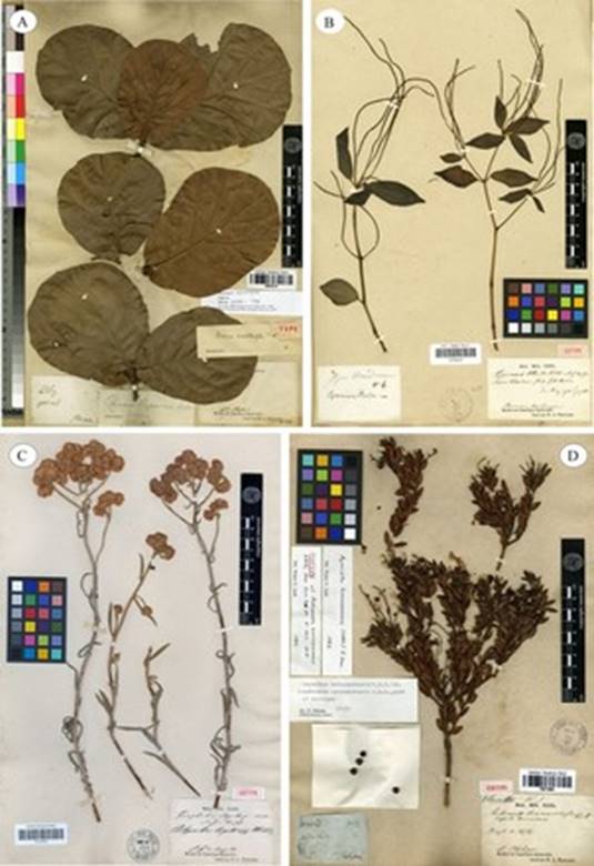 Selected specimens collected by Aimé Bonpland and Alexander von Humboldt deposited in the Historical P-Bonpl. Herbarium. A: Quercus jonesii Trel. (Mexico). B: Piper blandum Jacq. (Venezuela). C: Achyrocline bogotense (Kunth) DC. (Colombia). D: Agarista bracamorensis (Kunth) G. Don (Peru). Courtesy of the “Muséum National d´Histoire Naturelle de Paris”.