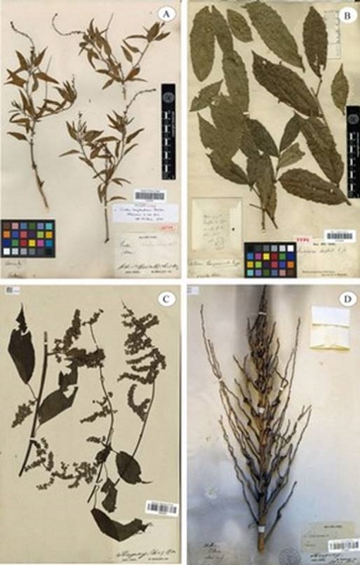 Selected specimens collected by Aimé Bonpland deposited in the Historical P-Bonpl. Herbarium. A: Croton bonplandianus Baill. (Argentina). B: Sorocea bonplandii (Baill.) W. C. Burger, Lanj. & Wess. Boer (Argentina). C: Chamissoa altissima (Jacq.) Kunth (Paraguay). D: Butia capitata (Mart.) Becc. (Paraguay). Courtesy of the “Muséum National d´Histoire Naturelle de Paris”.