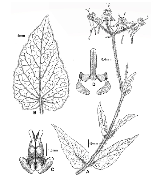 Oxypetalum venustum. A: Rama flor&iacute;fera. B: Hoja. C: Cara interna del l&oacute;bulo de la corona. D: Polinario (Dibujo del autor).