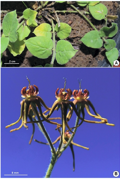 Oxypetalum venustum. A: Base con hojas. B: Inflorescencia (Fotos del autor).