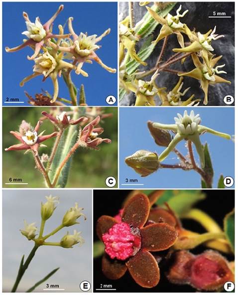 A: Oxypetalum microphyllum. B: O. argentinum. C: O. radinsii. D: O. humile. E: O. corymbosum. F: O. globosum (Fotos A-E: autor; F: Claudia Mart&iacute;n).