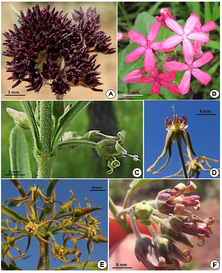 A: Oxypetalum commersonianum. B: O. coccineum. C: O. joergensenii. D: O. venustum. E: O. fontellae. F: O. teyucuarense (Fotos A: Leonardo Deble; B-F: autor).